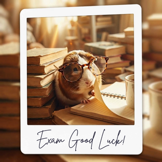 Exam Good Luck Guinea Pig
