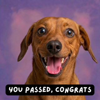 Happy Dog You Passed